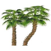 Веерная пальма Барри фото