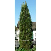 Сосна Черная Pinus nigra Pyramidalis 60-80cm,bal фотография