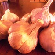 Чеснок продам Семена чеснока (воздушка) фото