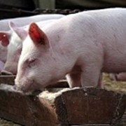 Свиньи живым весом оптом фото
