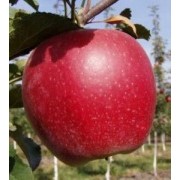 Саженцы яблони Бребурн фото
