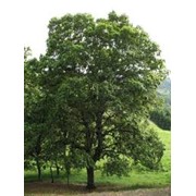 Дуб Quercus Cerris 90-120 фотография