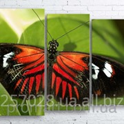 Модульна картина на полотні Метелик код КМ100130-003 фото