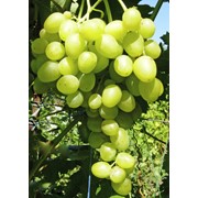 Черенки винограда очень ранних сортов (Супер экстра)