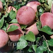 Яблоки Флорина фото