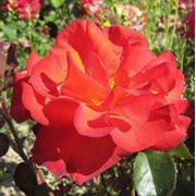 Саженцы роз, Леанидос фото