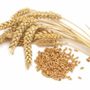 Семена озимой пшеницы Лупус