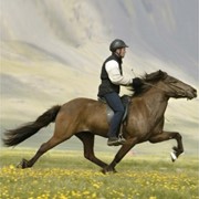 Катание на лошадях фотография