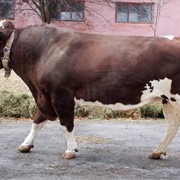 Сперма быка Кагор UA 96 (красно-пестрый) фото