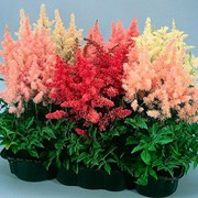 Астильба Арендса (Astilbe arendsii)“Showstar“ фото