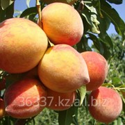 Персики саженцы с комом земли фото
