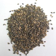 Семена сосны фотография