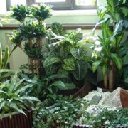 Комнатные растения фото