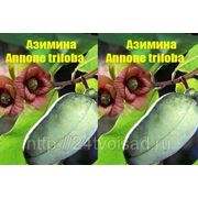 Азимина трилоба банановое дерево, банан Небраски семена в мини-теплички 2 шт фото