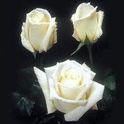 WHITE Roses, розы белые, сорт Virginia, Верджиния, плантация Agrinag, Эквадор, купить оптом Винница фото