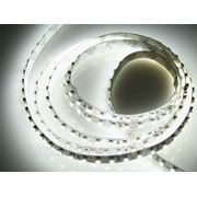 LED лента открытая (SMD 3528 , 30 диодов/метр ) фото