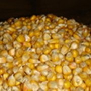Зерно, зерновые продам в Одессе