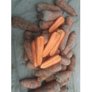 Морковь лук фото