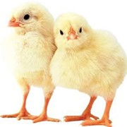 Комбикорм для цыплят фото