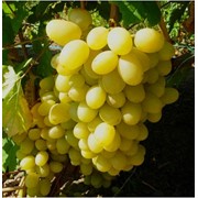 Черенки винограда Ландыш (Талисман х К-ш луч), оптом фото