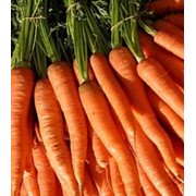 Морковь оптом, продажа, Украина фото