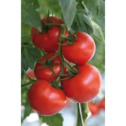 Семена томатов F1 Салахаддин фотография