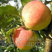 Саженец яблони летние Мелба фотография