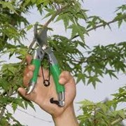 Обрезка и прореживание крон деревьев фото