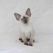 Сиамский котенок с клубными документами фото