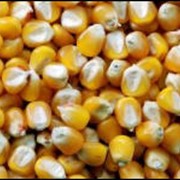 Семена кукурузы НС 208 фото