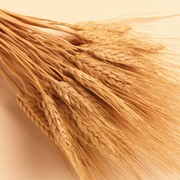 Пшеница 3-го класса в Казахстане фото