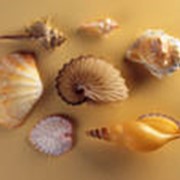 Ракушки морские фото
