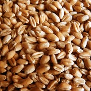 Пшеница мягкая фото