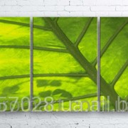 Модульна картина на полотні Зелений лист код КМ100180-247-ANT фотография