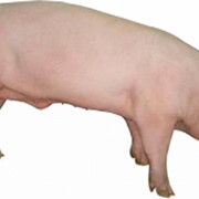 Кормовые концентраты, 1300 БМВД Финишер для свиней 10% Провими, 50 кг