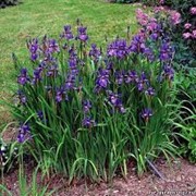 Ирис Сибирский Iris sibirica Double Standard рост 40 – 60