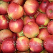 Яблоки натуральные от Фермерского хозяйства Неофит фото