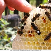 Пчелопакеты Пчеломатки 2021г Санкт-Петербург