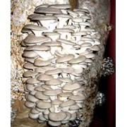 Мицелий грибной. Вешенка. фото