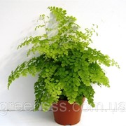 Адиантум Фрагранс -- Adiantum Fragrans фотография