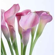 Калла Гарнет Глоу фото