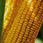Гибрид кукурузы Моника 350 МВ фото