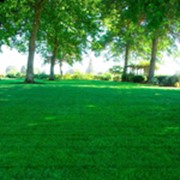 Газонная трава Орнаментал фото