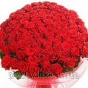 Букет и 101 красной розы фото