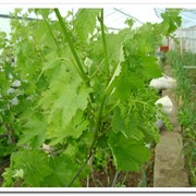 Технологии выращивания эко винограда в теплице