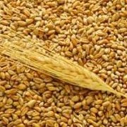 Мука из твердых сортов пшеницы, продажа в небольших объемах фото