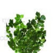 Фагус зеленый фото