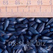 Семена подсолнечника ЛИМИТ (Полностью устойчив к послевсходовому гербициду Евролайтинг) фото