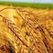 Куплю отходы зерна! сои рапса семечки фото