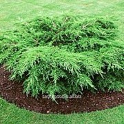 Можжевельник Juniperus x pfitzeriana Wilhelm Pfitze фотография